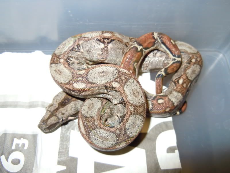 Leopard litter Reptile Forums